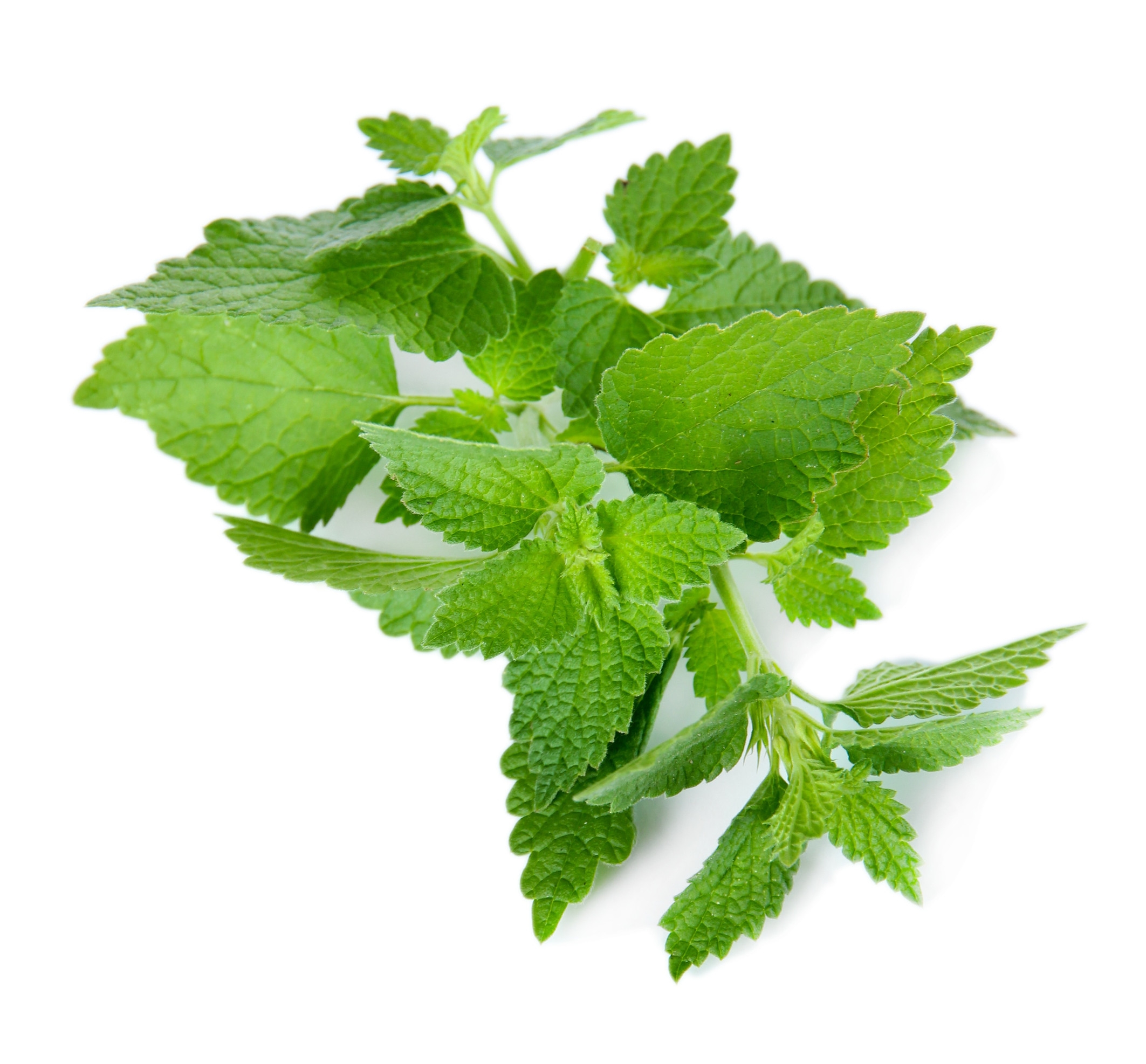 Ingredient: Nettle leaf extract